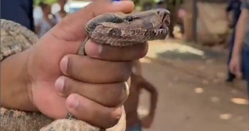 Jiboia é capturada em Cordeirópolis