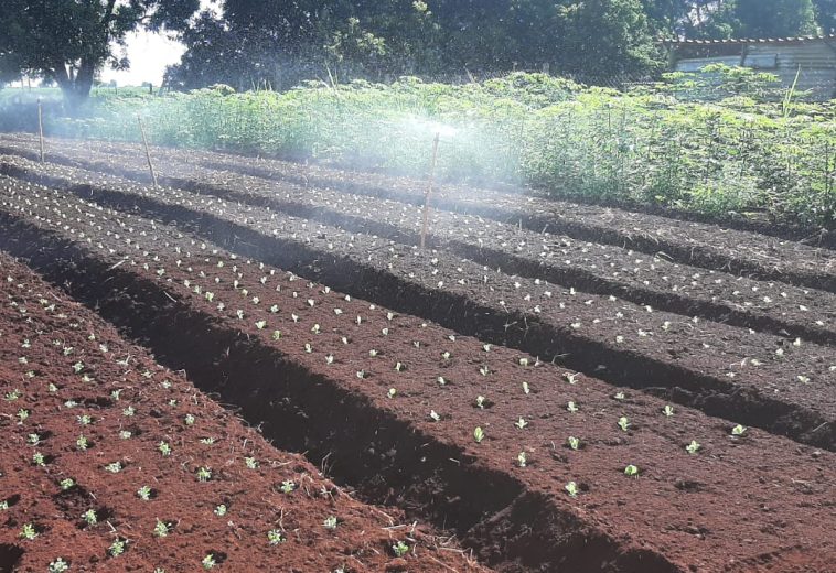 Após reportagem do Martello News, agricultores finalmente recebem retorno sobre fornecimento de alimentos às escolas