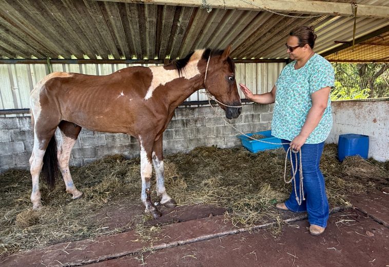 Cavalo é resgatado após 20 horas de sofrimento e tutor pode responder por maus-tratos