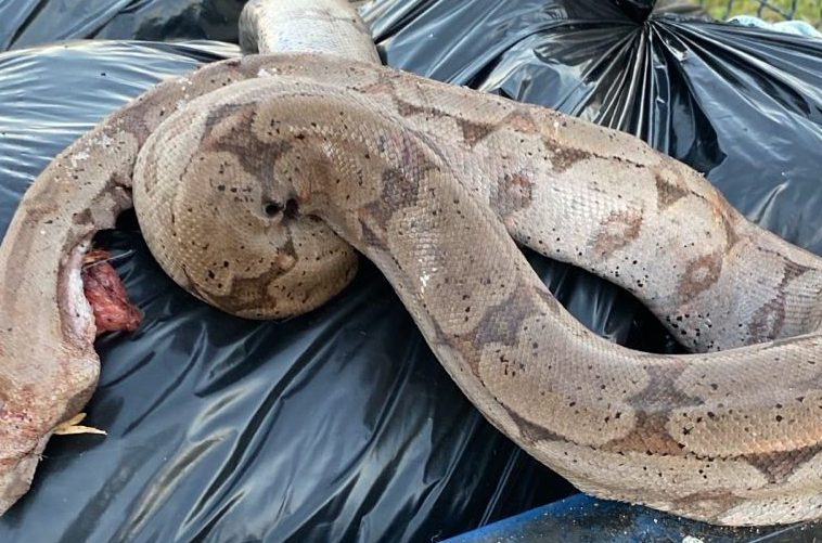 Crueldade em Cordeirópolis: jiboia é morta a golpes de facão no Jardim Cordeiro