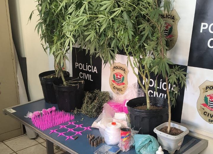 Polícia Civil estoura ponto de tráfico e apreende drogas, munições e estufa de maconha em Santa Gertrudes
