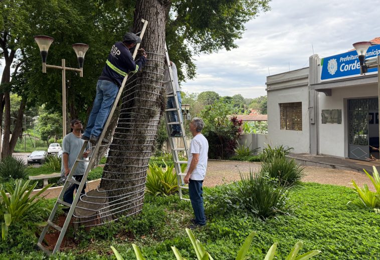 Cordeirópolis inicia decoração e programação de Natal