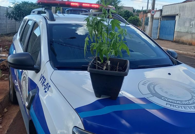 GCM apreende pés de maconha após denúncia anônima no Engenho Velho, em Cordeirópolis
