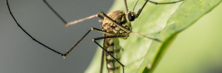 Cordeirópolis confirma dois casos de dengue e mantém alerta à população