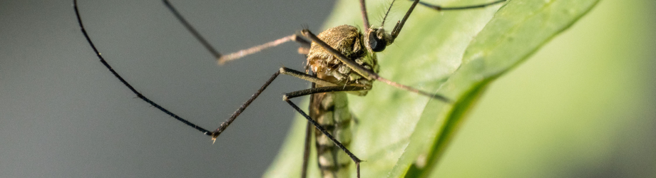 Cordeirópolis confirma dois casos de dengue e mantém alerta à população
