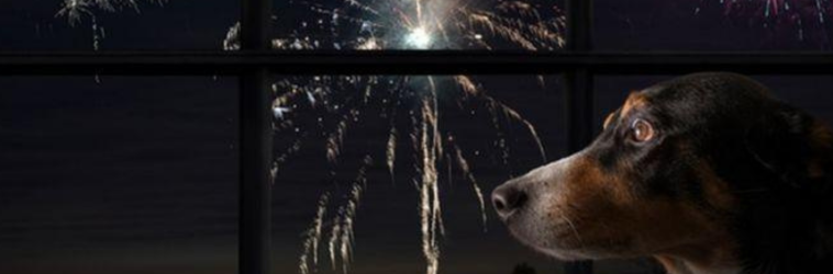 Justiça condena morador por maus-tratos a animal após soltura de fogos com estampido em Cordeirópolis