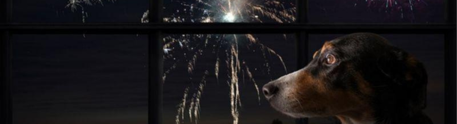 Justiça condena morador por maus-tratos a animal após soltura de fogos com estampido em Cordeirópolis