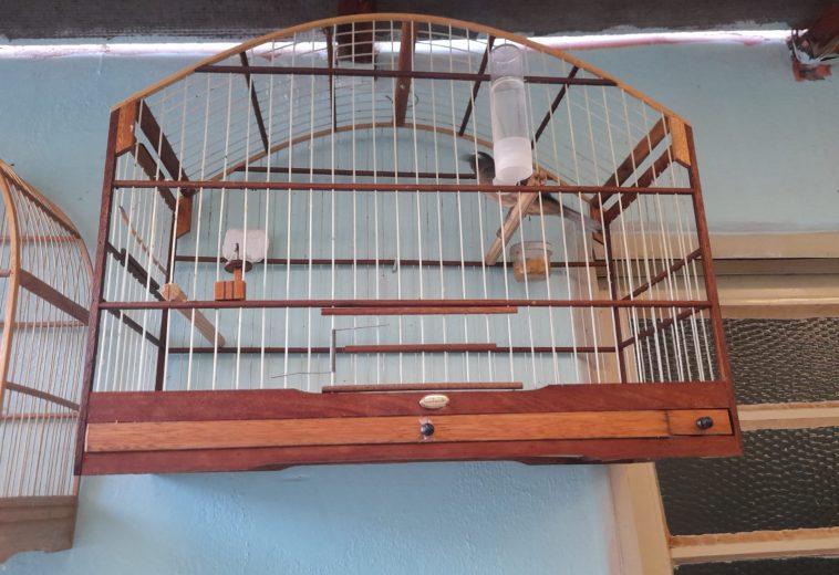 Idoso é investigado por manter aves silvestres em cativeiro ilegal em Cordeirópolis; pássaros permanecem sob cuidados até avaliação do Ibama