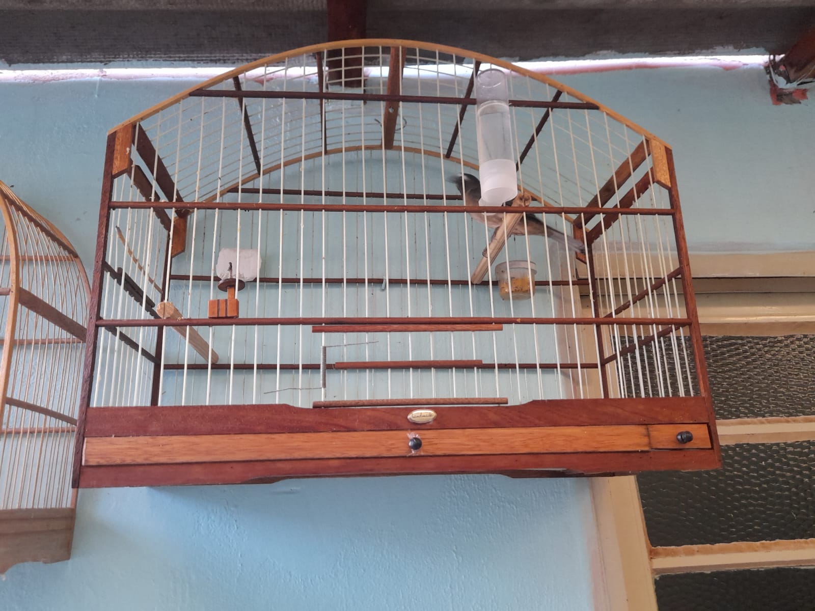 Idoso é investigado por manter aves silvestres em cativeiro ilegal em Cordeirópolis; pássaros permanecem sob cuidados até avaliação do Ibama